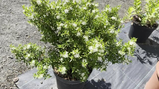 Myrtle, Myrtus communis