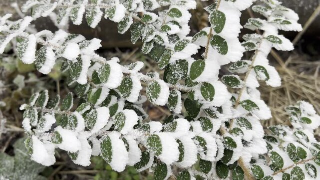 Hoarfrost