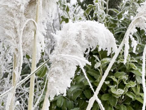 Hoarfrost