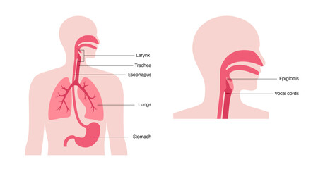Respiratory and digestive systems