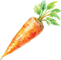 Watercolor Carrot Vector Illustration – Hand-painted Organic Root Vegetable Design for Healthy Eating, Farm Produce, and Botanical Art

