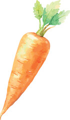 Watercolor Carrot Vector Illustration – Hand-painted Organic Root Vegetable Design for Healthy Eating, Farm Produce, and Botanical Art

