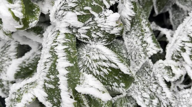 Hoarfrost