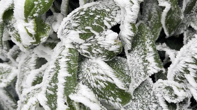 Hoarfrost