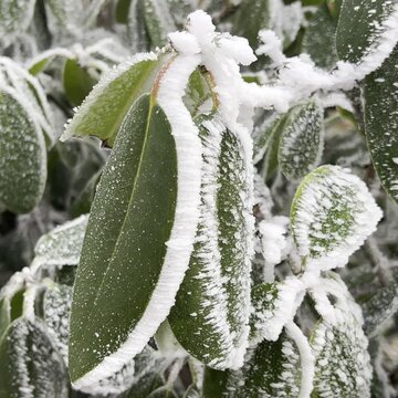 Hoarfrost