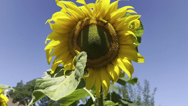 Sunflower, Helianthus annuus