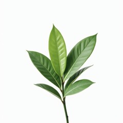 Naklejka premium Minimalist green houseplant with delicate leaves perfectly isolated on pure white background, ideal for modern decor and botanical design