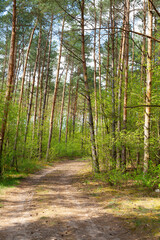 Obraz premium A tranquil forest path winds through a sunlit pine forest in spring, surrounded by fresh greenery and tall, straight trees—a serene setting perfect for hiking or nature walks