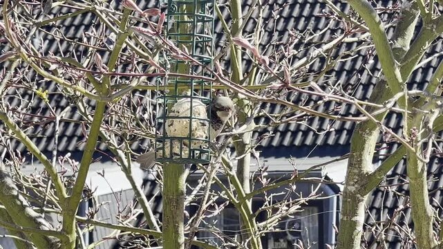 house sparrow