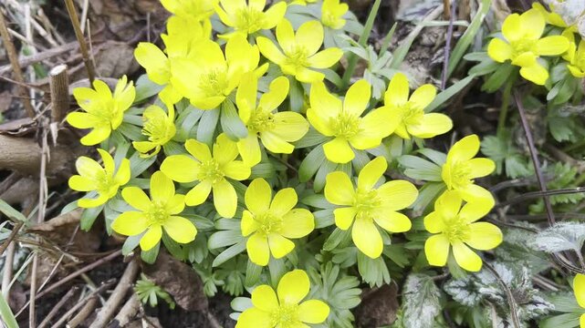 winter lice, Eranthis, hyemalis