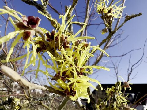 Witch hazel, Hamamelis japonica