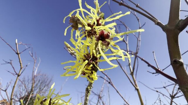 Witch hazel, Hamamelis japonica