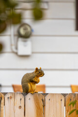 Squirrel perched on a wooden fence during afternoon in a suburban neighborhood