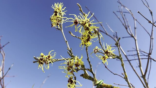 Witch hazel, Hamamelis japonica