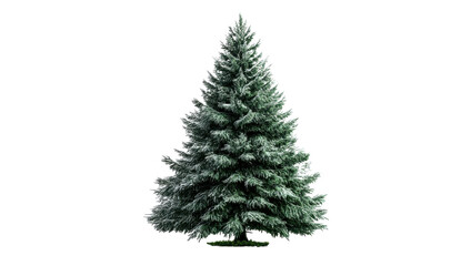 Christmas Tree: A majestic evergreen Christmas tree, full and symmetrical, stands tall and ready for decorating, embodying the spirit of the holiday season.