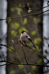 Pyrrhula pyrrhula,  female eurasian bullfinch