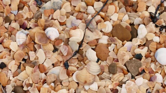 Fuel oil spills on a beautiful seashell beach. Beach oil spill impact. There are many small drops of toxic fuel oil on the shell of the seashore. Environmental pollution