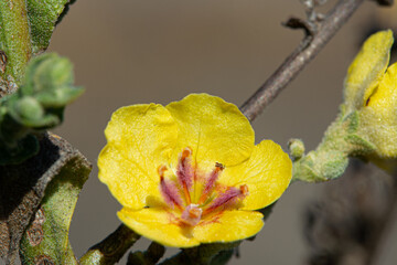 Close-up detail of the Candelera mullein flower (Verbascum sinuatum)
