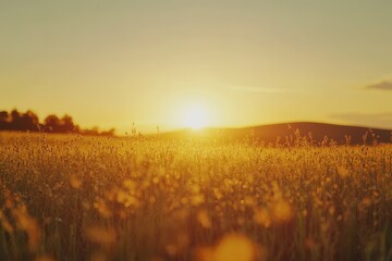 Timelapse of a stunning sunset over a rapeseed field in full bloom near the horizon, sunset on the rapeseed field timelapse