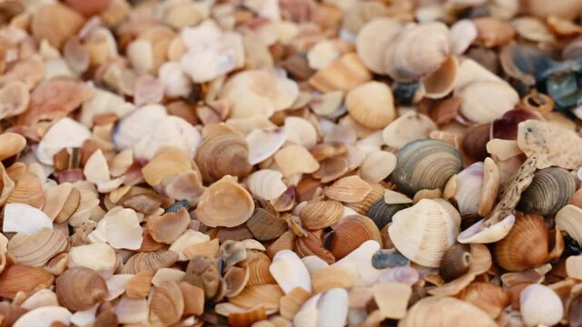 Fuel oil spills on a beautiful seashell beach. Beach oil spill impact. There are many small drops of toxic fuel oil on the shell of the seashore. Environmental pollution