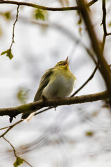 green and white bird, the wood warbler