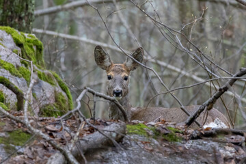 Wild living roe deer in forest