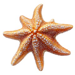 Colorful Seven Pointed Starfish Close Up Photo Isolated On White Background