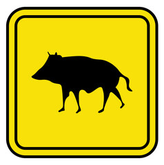 Dzik/Wild boar © Nastya