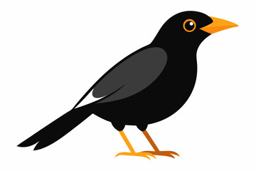 black and white bird