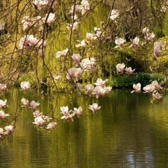Magnolia branches drooping over the calm surface of the pond