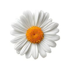 Smiling daisy flower in bloom with big petals, isolated on a white background