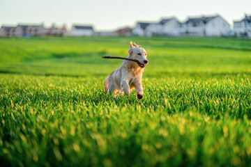 Golden Retriever running in the field at sunset with a stick. Adorable purebred dog outdoors.