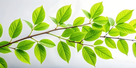 a close up high quality photograph of vibrant green leaves