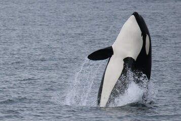 Orca Jumping out of Water