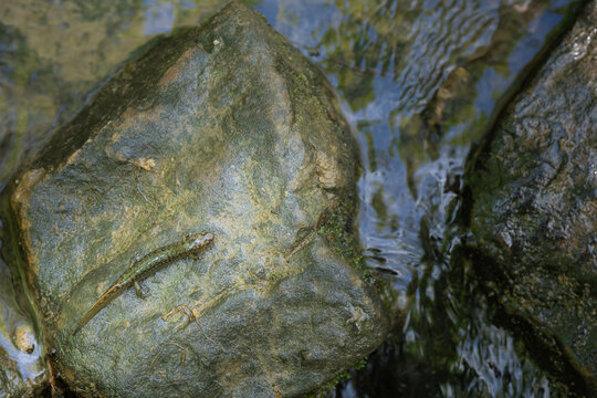 Ocoee salamander on a river rock in a stream blends in with its environment.