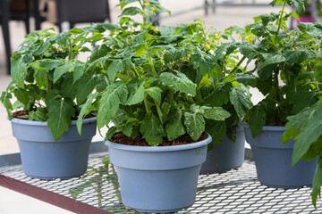 Healthy green tomato seedlings in sunlit indoor garden.
