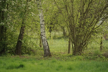 Fototapeta premium trees in the forest