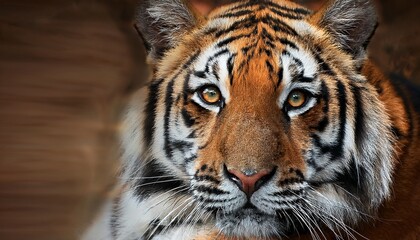 Fototapeta premium portrait of a tiger