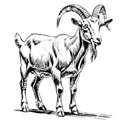 wild goat on a white brush art