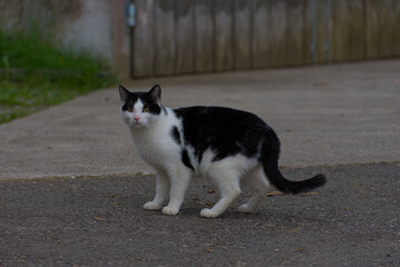 Experience the captivating charm of this sleek black and white cat. Its striking contrast and refined details deliver timeless elegance and mysterious allure.