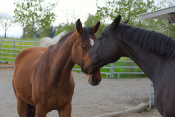 Bask in the allure of this striking brown horse, where earthy tones and rustic charm capture...