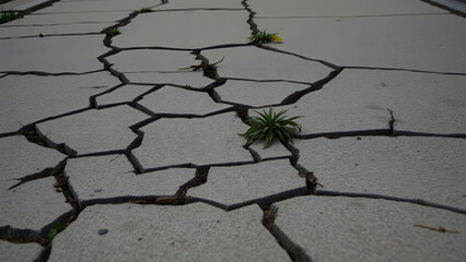 Obraz premium Cracked sidewalk pavement with weed growth, gritty background for indie films or realist photography