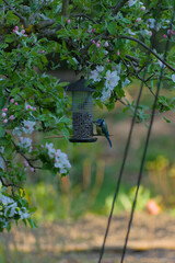 Discover nature's delight: charming small birds feast from a vibrant food holder, captured in a crisp close-up with soft natural lighting.