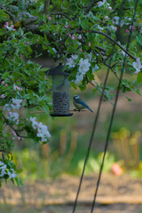 Discover nature's delight: charming small birds feast from a vibrant food holder, captured in a crisp close-up with soft natural lighting.