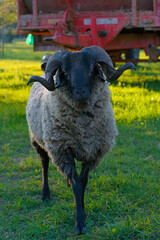 Experience serene farm life—a gentle sheep grazes on a lush green pasture under soft, natural light, evoking timeless rustic tranquility and countryside charm.