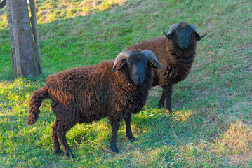 Experience rustic charm as brown sheep graze peacefully amid rolling fields. Their warm, earthy hues and gentle grace evoke timeless pastoral simplicity and natural serenity.