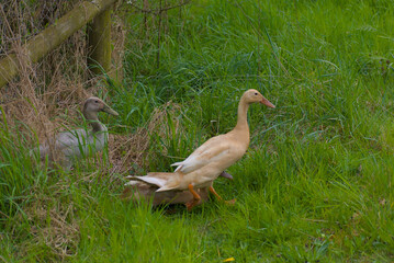 Discover rustic bliss: home-kept ducks wander across a vibrant green pasture, evoking the serene charm of countryside living and joyful farm life.