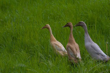 Discover rustic bliss: home-kept ducks wander across a vibrant green pasture, evoking the serene charm of countryside living and joyful farm life.