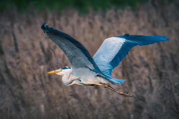 grey heron in flight