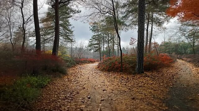 A yellow path winds through the autumn forest, where red and orange leaves cover the woodland landscape under a soft, hazy sky